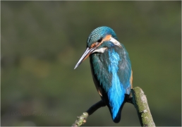 <p>LEDŇÁČEK ŘÍČNÍ (Alcedo attis) Šluknovsko - Jiříkov /Common kingfisher - Eisvogel/</p>